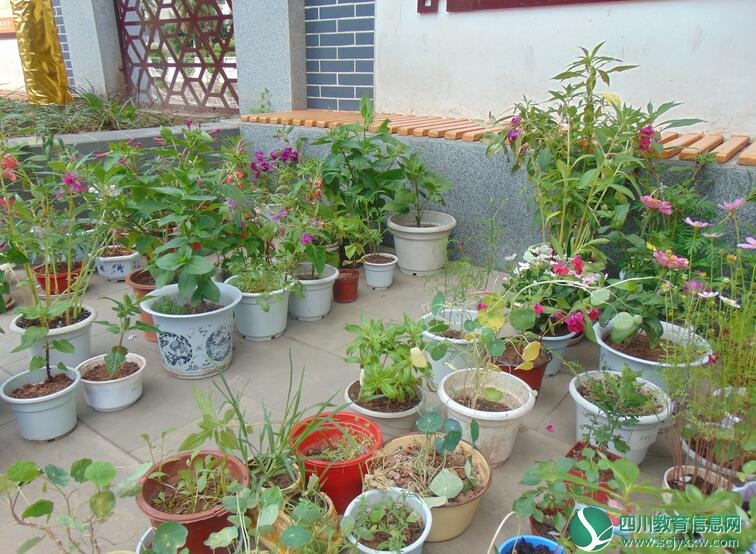 鲜花扮靓校园   童心喜迎六一 －－安岳实验小学开展花卉种植活动