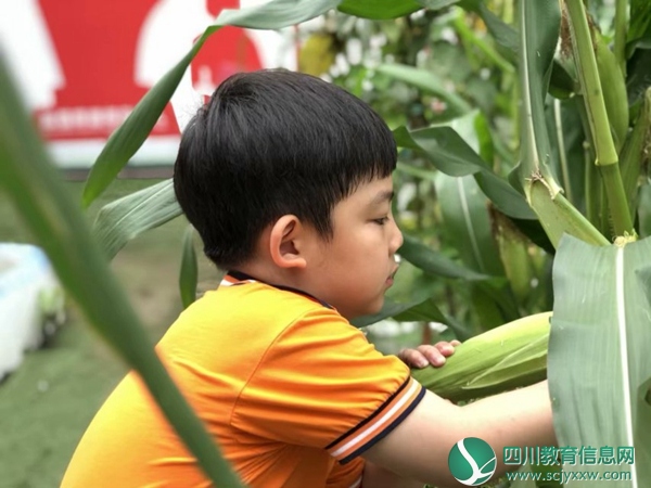 永幼开展种植园采摘活动
