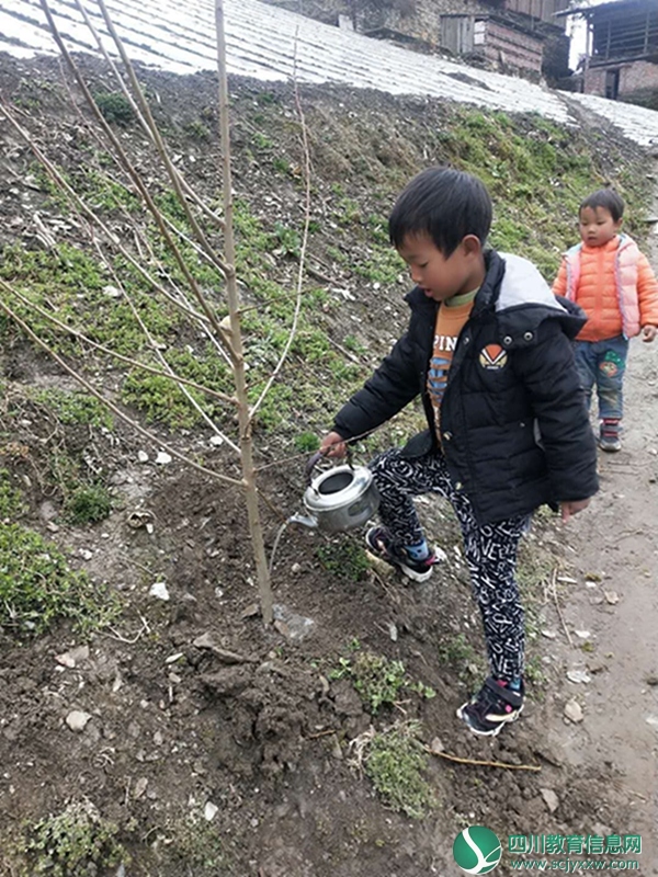 汶川二幼开展植树节活动 (1).jpg