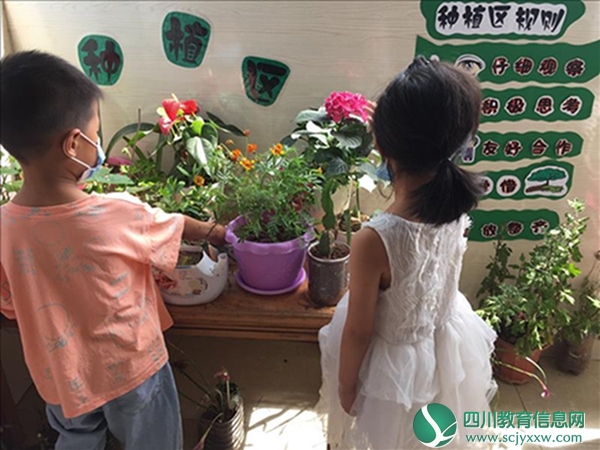 高新区聚贤幼儿园开展“植物角种植观察”活动