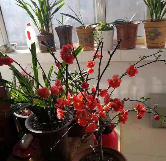 题图诗话《红梅赞》