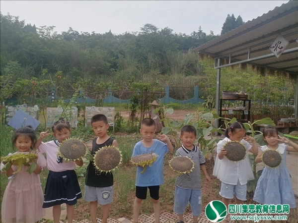 横山幼儿园开展向日葵采摘活动