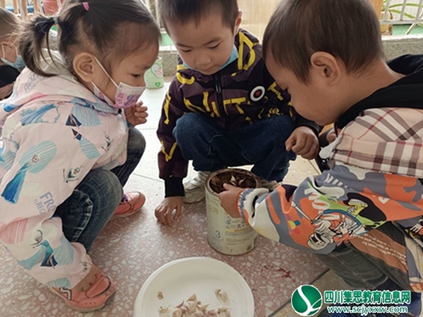 小小区角,大大世界 ——拦江镇中心幼儿园开展“种植大蒜”实践活动