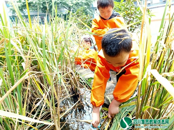 安居区三家镇中心幼儿园开展劳动实践教育活动