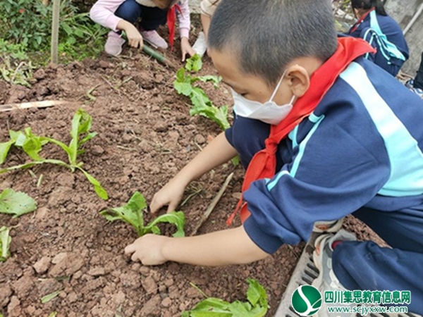 安居区拦江镇凉风小学校开展劳动实践教育活动