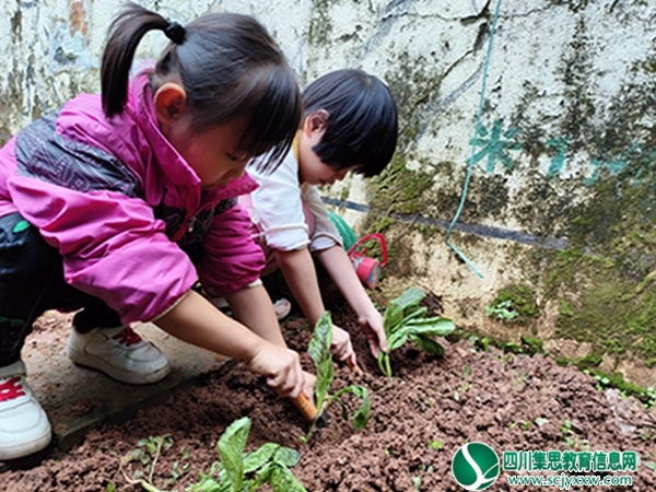 “秋种正当时，耕耘乐洋洋” ——安居区三家镇中心幼儿园开展秋季种植活动